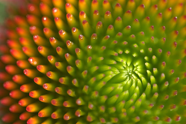macro detail of echinacea flower - plant fotos stockfoto's en -beelden
