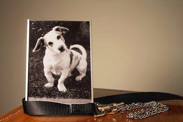 Photo of a white dog in a frame next to collar on a table A photograph I took of the family dog when I was in grade school. pet loss stock pictures, royalty-free photos & images