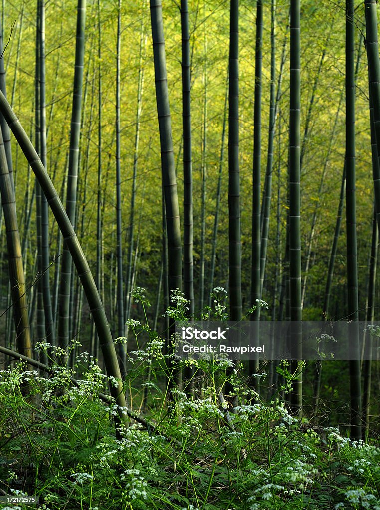Asian Foresta di bambù - Foto stock royalty-free di Albero