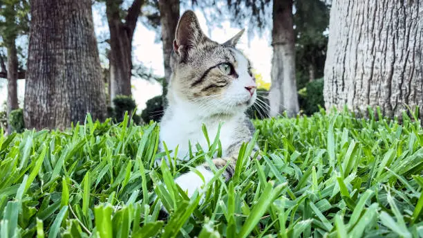 Gray and white alley cat lying on green grass and resting in public park. Stray cats in Turkey. Summer day, trees on background