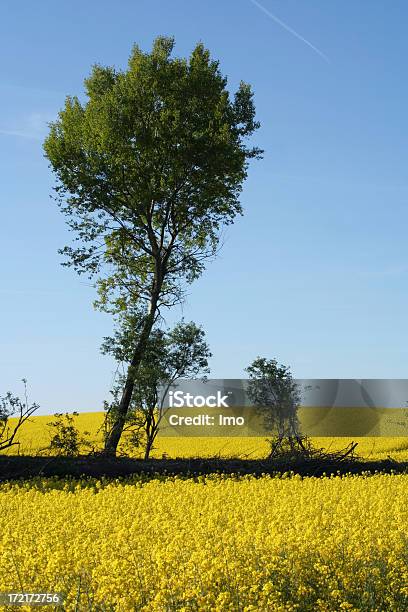 Statua Del Ratto Campo Di Maggio - Fotografie stock e altre immagini di Agricoltura - Agricoltura, Ambientazione esterna, Blu