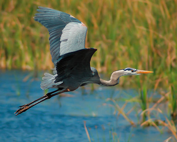 Blue Heron Flight For similar images:  everglades national park photos stock pictures, royalty-free photos & images