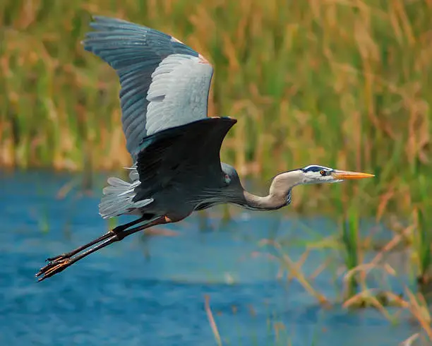 Photo of Blue Heron Flight