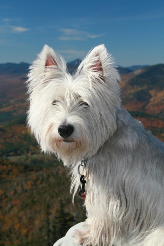 Westie dog resting on mountain summit in autumn in Adirondack State Park, New York, Usa. The dog is looking directly at the camera. 