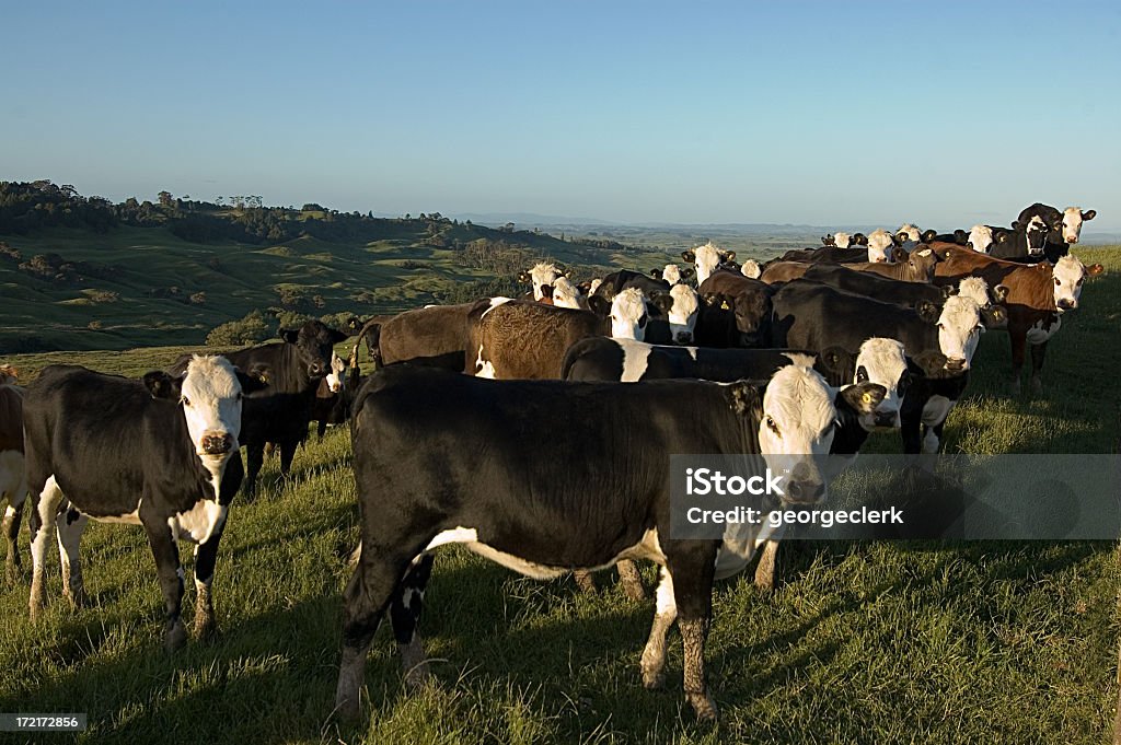 Vaches à la recherche de l'appareil photo - Photo de Bétail libre de droits