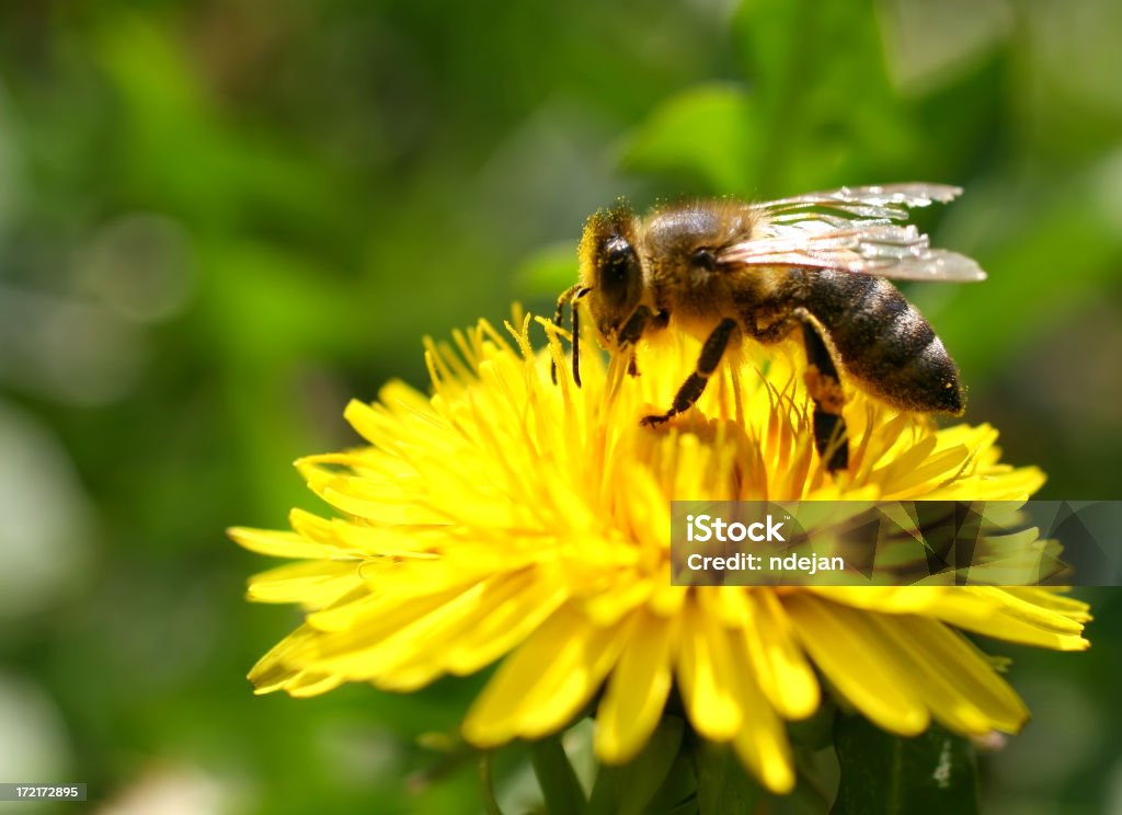 꿀벌 옐로우 아이리스입니다 - 로열티 프리 곤충 스톡 사진