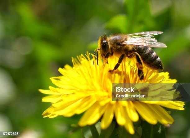 꿀벌 옐로우 아이리스입니다 곤충에 대한 스톡 사진 및 기타 이미지 - 곤충, 꽃 한송이, 꽃-식물