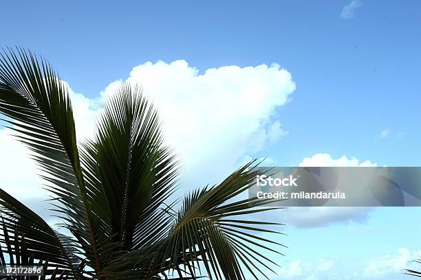 Photo libre de droit de Palm Tree banque d'images et plus d'images libres de droit de Arbre - Arbre, Arbre tropical, Bleu