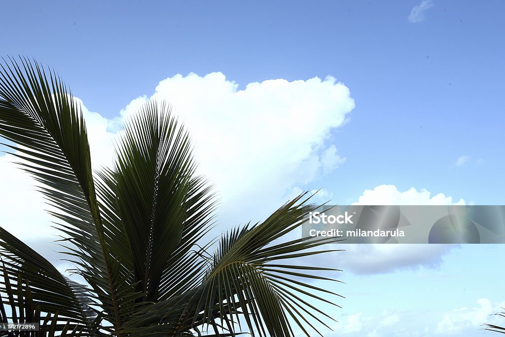 Palmeira - Royalty-free Azul Foto de stock