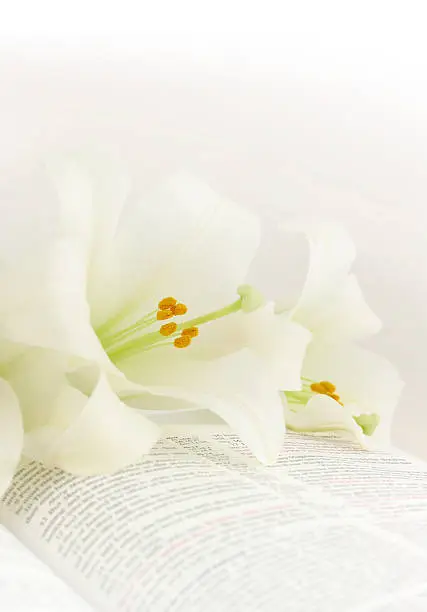 Easter lilies on a KJV Bible. Shallow depth of field. Focus is on center of lily; most of the words are not legible. Would make an excellent Easter bulletin cover.