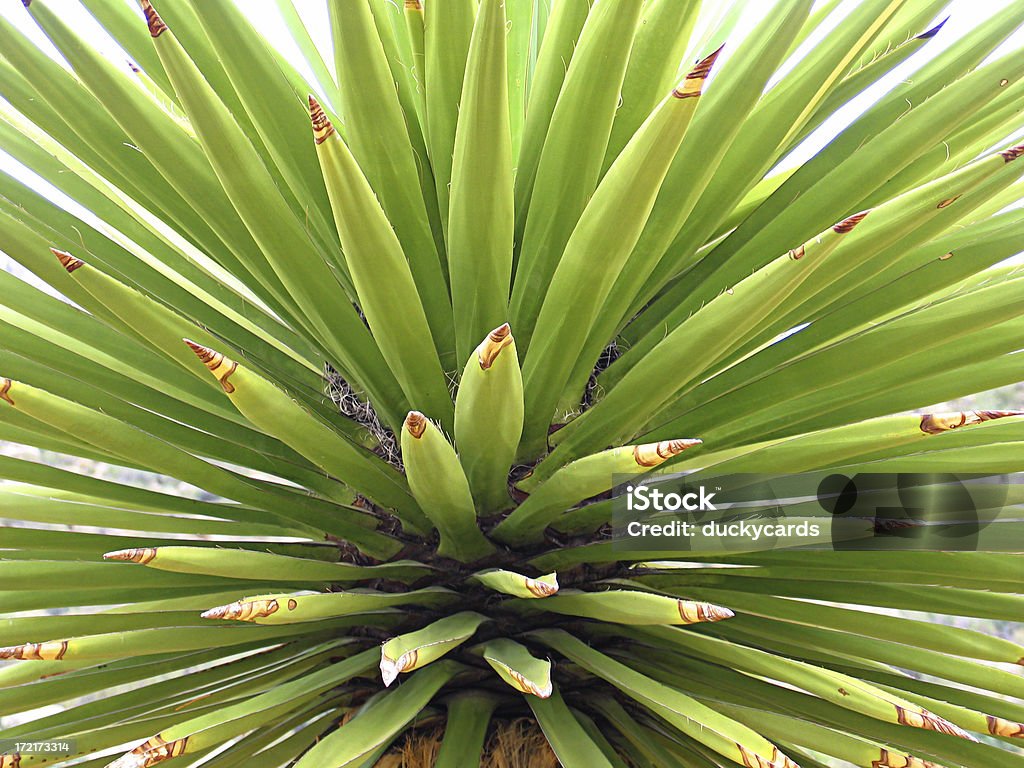 Yucca Cactus sfondo - Foto stock royalty-free di Ambientazione esterna