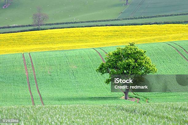 ローンツリーの緑と黄色のフィールド - なだらかな起伏のある地形のストックフォトや画像を多数ご用意 - なだらかな起伏のある地形, イングランド, オークの木