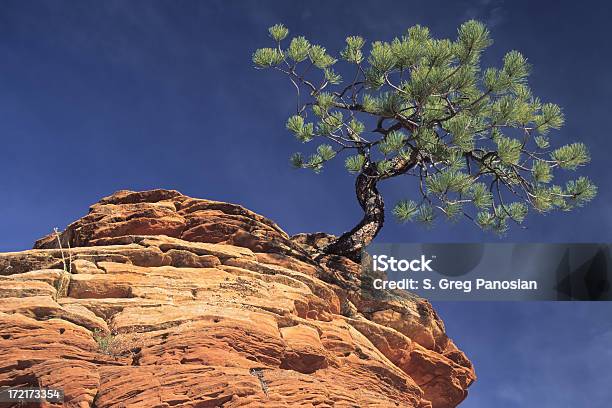 Lone Pine - zdjęcia stockowe i więcej obrazów Stan Utah - Stan Utah, Park Narodowy Zion, Drzewo