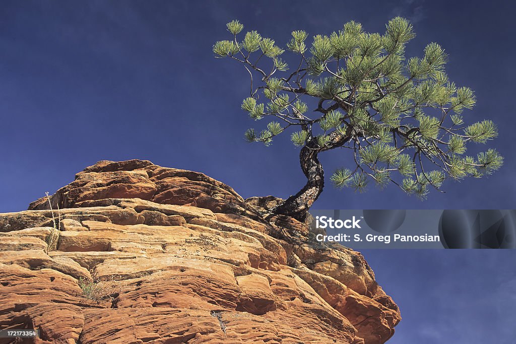 Lone Pine - Foto de stock de Utah royalty-free