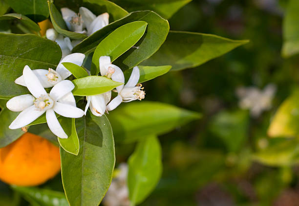 A close-up of white flowers on an orange tree stock photo