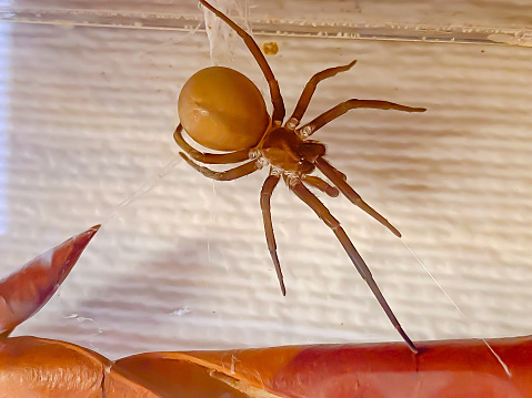 Spider on spider web with green background. Closeup of a brown spider isolated on green background. Spider close-up on a green background, horizontal photo.