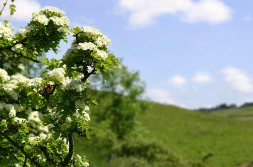 Detail of a Hawthorne (Crataegus Monogyna) tree in bloom.  The focus is narrow on the flowers and branches. The landscape to the right is blurred with room for copy.