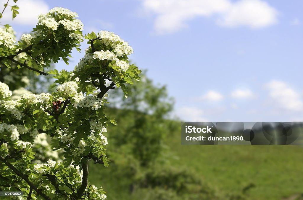 Crataegus Monogyna (Hawthorne árvore - Royalty-free Pilritreiro Foto de stock