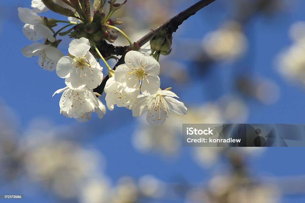 Blooming cherry tree and blue sky More of my similar photos(XXXL AND XXL): Beauty Stock Photo