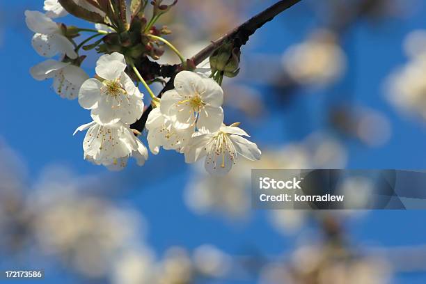 Blooming Cherry Tree And Blue Sky Stock Photo - Download Image Now - Beauty, Blossom, Blue