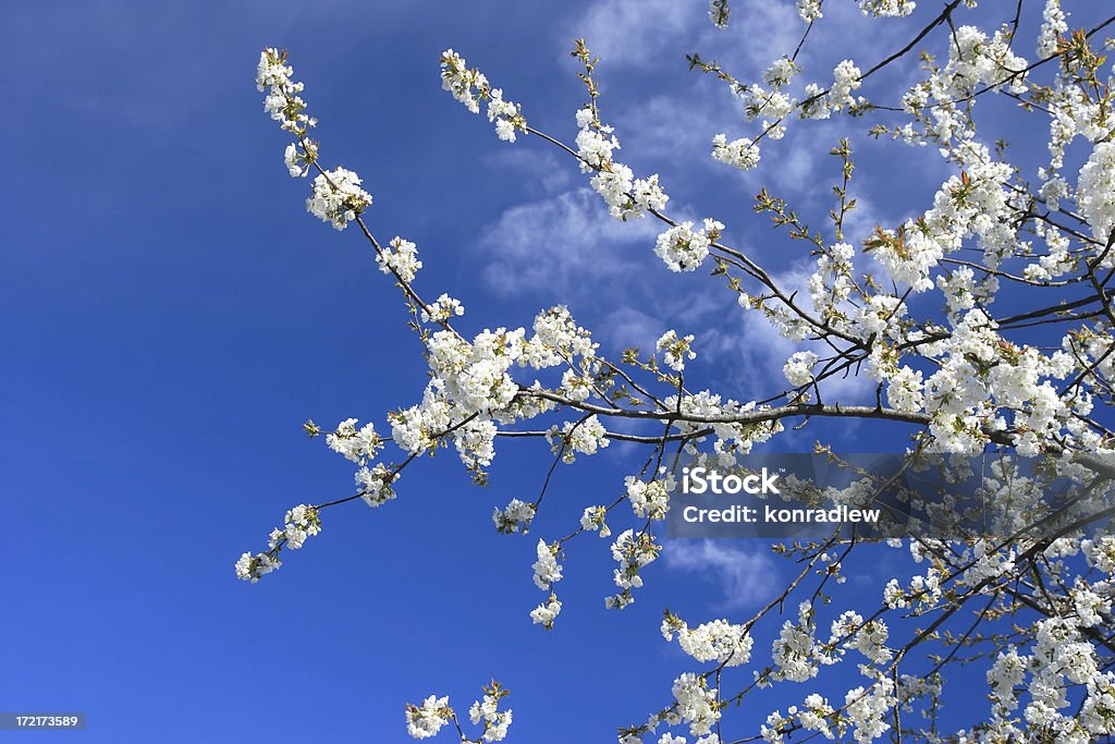 Desabrochando cerejeira e céu azul - Royalty-free Ameixa - Fruta Foto de stock