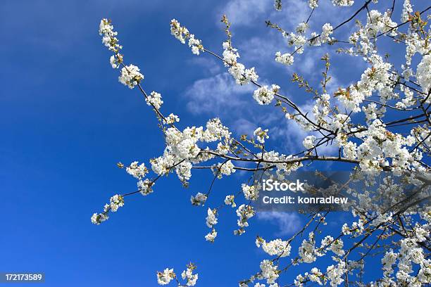 Desabrochando Cerejeira E Céu Azul - Fotografias de stock e mais imagens de Ameixa - Fruta - Ameixa - Fruta, Ameixieira, Ao Ar Livre