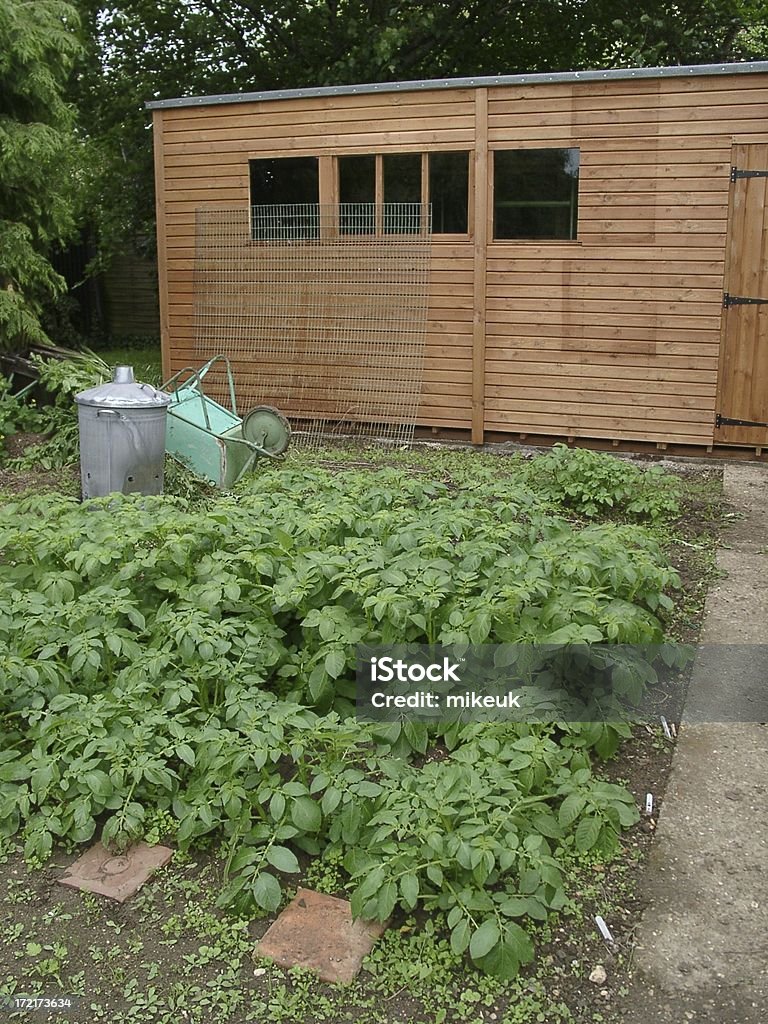 home légumes cultivés et remise - Photo de Aliments et boissons libre de droits