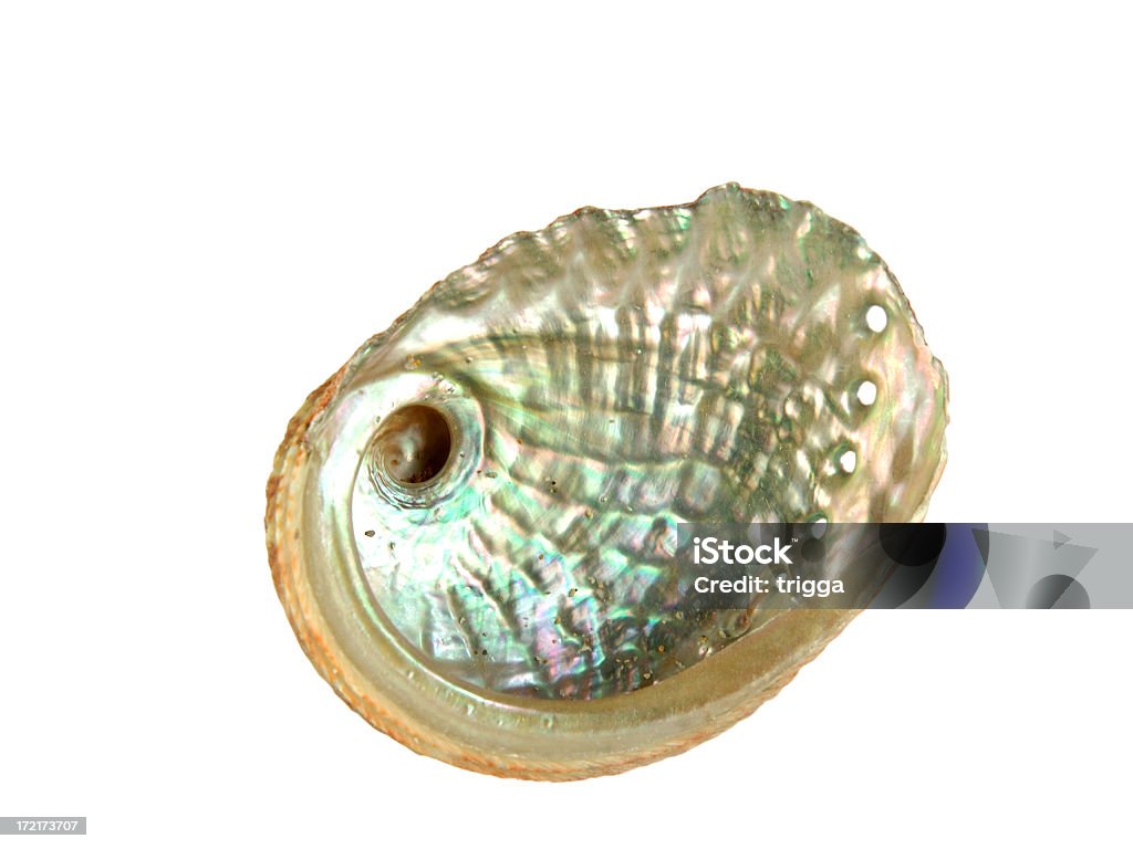Couleur irisée sea shell - Photo de Couleur irisée libre de droits