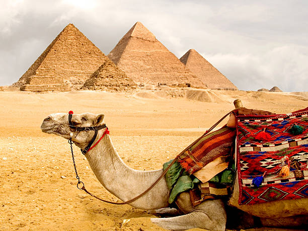 piramidi e cammello - egypt camel pyramid shape pyramid foto e immagini stock