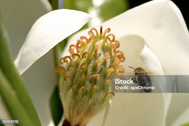 Bumble Bee Fliegt In Magnolia Stockfoto und mehr Bilder von Mississippi - Südliche Bundesstaaten der USA - Mississippi - Südliche Bundesstaaten der USA, Tier, Baum