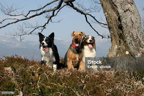 Photo libre de droit de Deux Plus Un banque d'images et plus d'images libres de droit de Agilité - Agilité, Airedale Terrier, Amitié