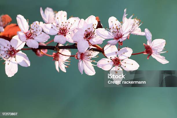 Photo libre de droit de Cerisiers En Fleur Avec Espace Pour Copie banque d'images et plus d'images libres de droit de Arbre en fleurs - Arbre en fleurs, Beauté de la nature, Blanc