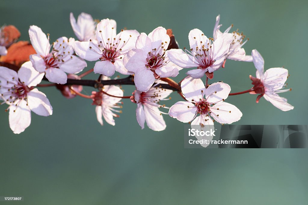 Fiore di ciliegio con spazio copia - Foto stock royalty-free di Ambientazione esterna