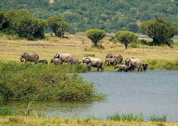 Elephants leaving water stock photo