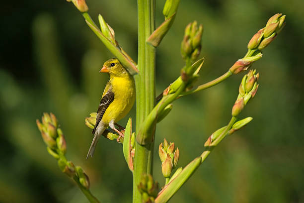 American Goldfinch (Female) stock photo