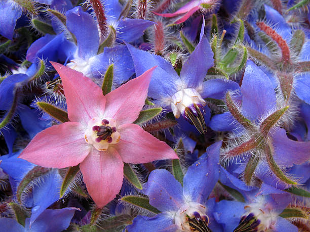 bourrache fleurs (borago officinalis - borage photos et images de collection