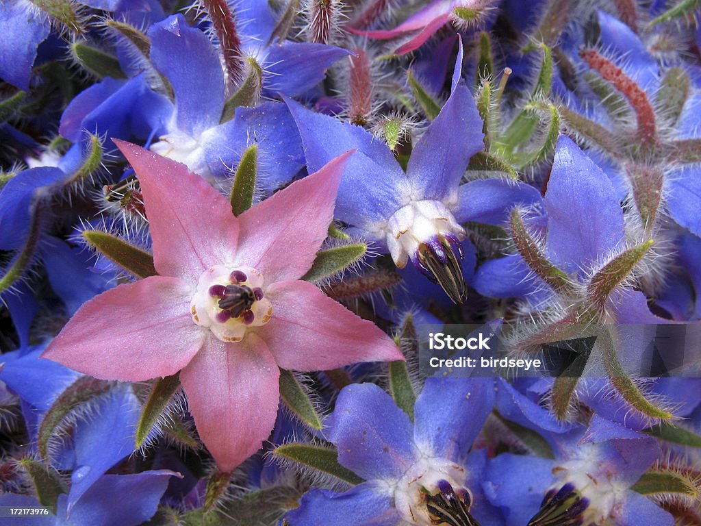 Borragem flores (Borago officinalis - Foto de stock de Borragem royalty-free