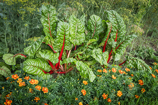 Swiss chard plants in house garden with marigolds flower in front and dill plants in background