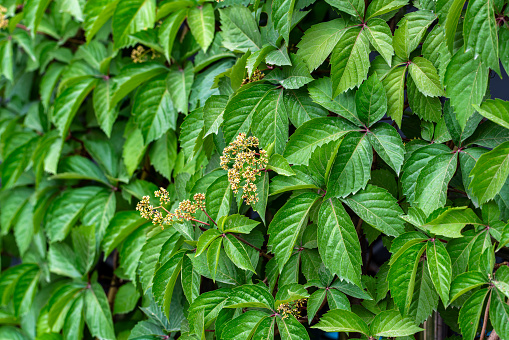 Green leaves background (Virgina Creeper plant)