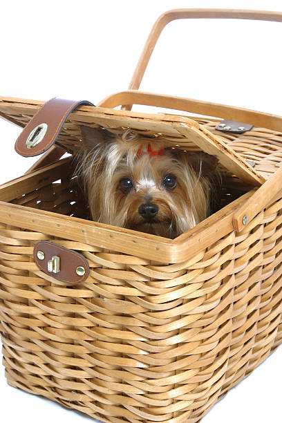 istock Doggy Picnic Series 172174241