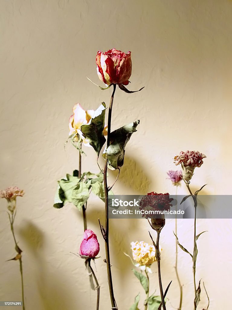 Fleurs séchées - Photo de Chaleur libre de droits
