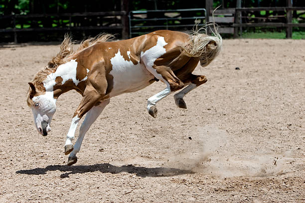 Bucking Horse with All 4 Feet in the Air stock photo