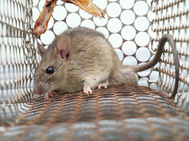 istock Rat in cage mousetrap on white background 1721743323