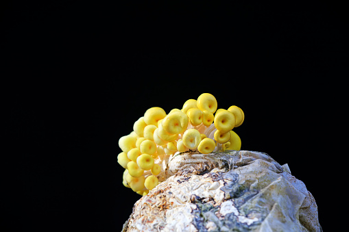 Cultivated golden mushroom on a farm in North China