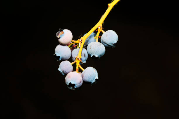 Blueberry fruit on a farm in North China