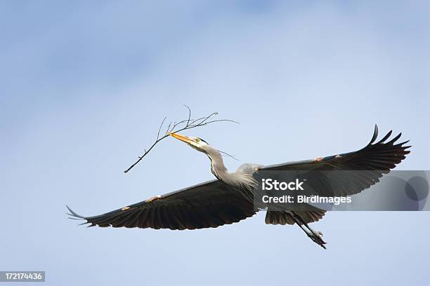Great Blue Heron Nestgebäude Stockfoto und mehr Bilder von Amerikanischer bunter Reiher - Amerikanischer bunter Reiher, Bauen, Bunter Reiher