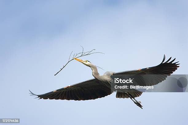 Foto de Garçaazulgrande Nest Edifício e mais fotos de stock de Animal - Animal, Construindo, Fauna Silvestre