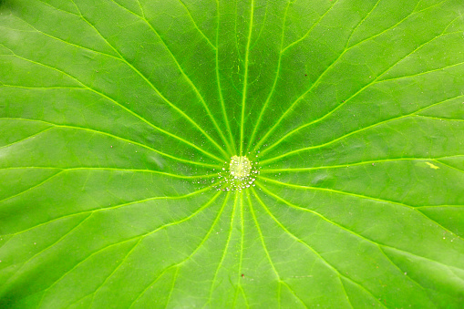 Lotus leaf texture close up
