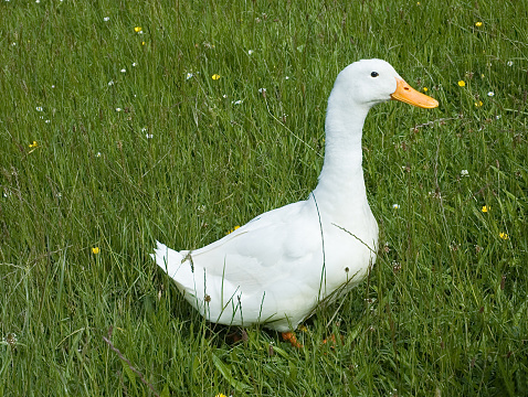 Duck walking in meadow grass