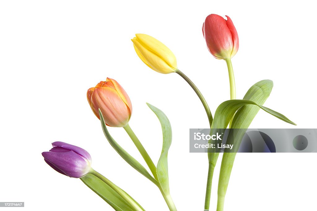 Bunt Tulpen - Lizenzfrei Blume Stock-Foto